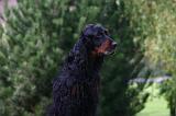 SETTER GORDON 042